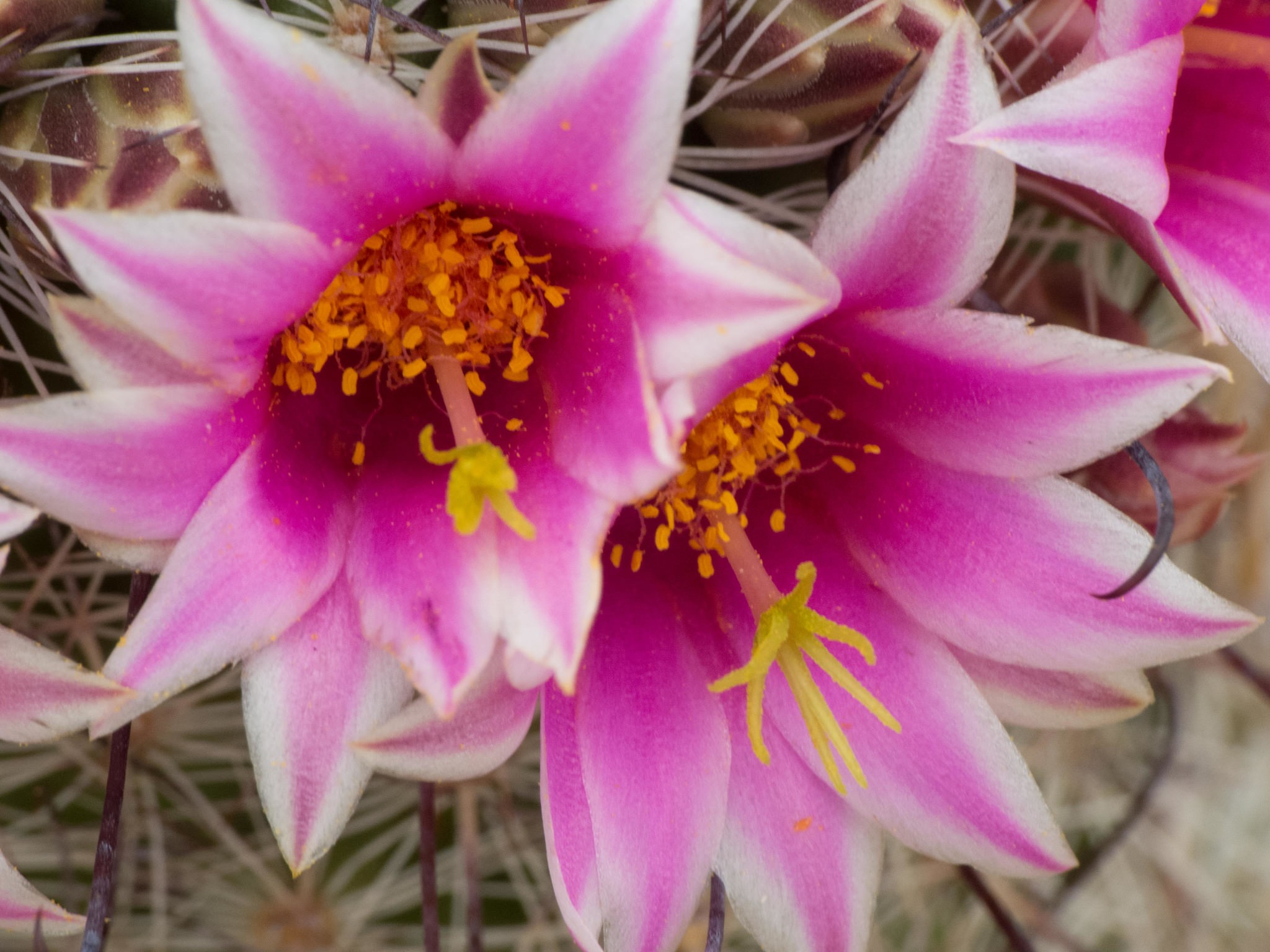 Mammillaria grahamii